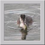 Podiceps cristatus - Haubentaucher jung 01 Steinhuder-Meer.jpg